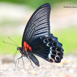 Great Mormon (M) - Papilio memnon