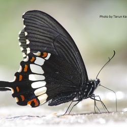 Common Mormon  - Papilio polytes