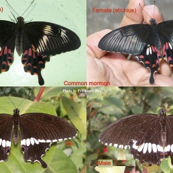 Common Mormon - Papilio polytes ( Male and female forms )