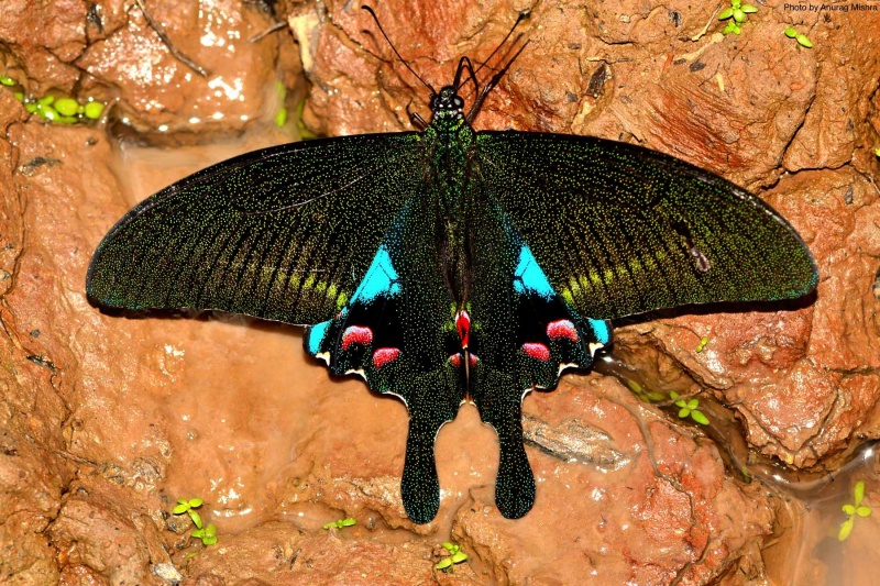 Paris Peacock  -- Papilio paris Linnaeus, 1758