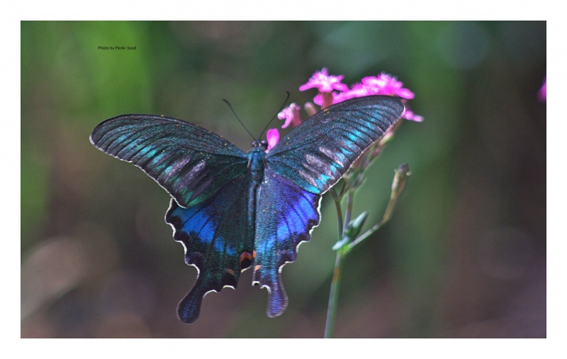 Common Peacock -- Papilio bianor polyctor Biosduval, 1836