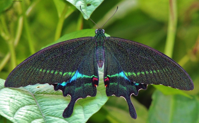 Paris Peacock -- Papilio paris Linnaeus, 1758