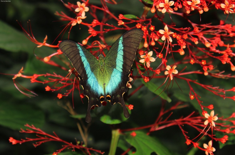 Malabar Banded Peacock -- Papilio buddha Westwood, 1872