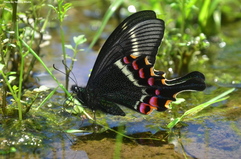 Krishna Peacock -- Papilio krishna krishna Moore, 1857