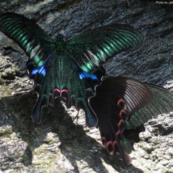 Common Peacock -- Papilio bianor polyctor Boisduval, 1836
