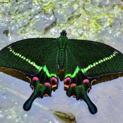 Krishna Peacock -- Papilio krishna krishna Moore, 1857