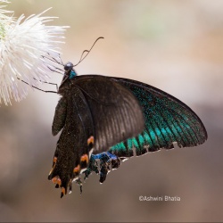 Common Peacock -- Papilio bianor polyctor Boisduval, 1836