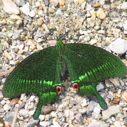 Paris Peacock -- Papilio paris Linnaeus, 1758