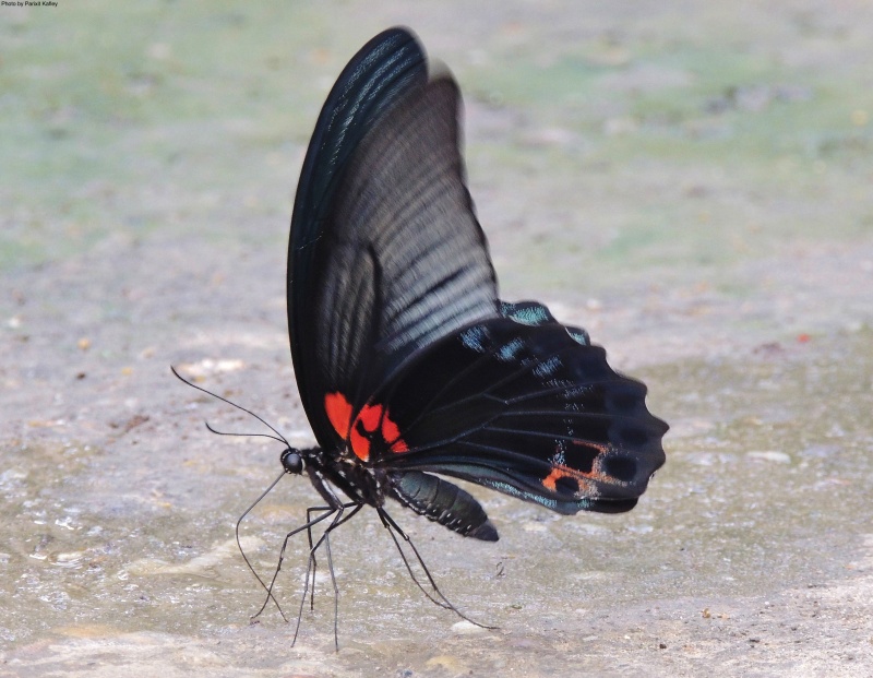 The Spangle -- Papilio protenor euprotenor Frühstorfer, 1908