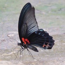 The Spangle -- Papilio protenor euprotenor Frühstorfer, 1908