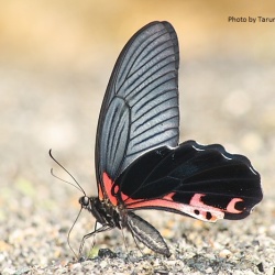 Redbreast - Papilio alcmenor