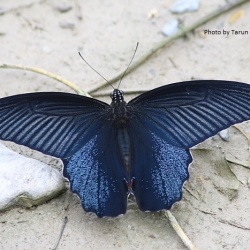 The Spangle -  Papilio protenor