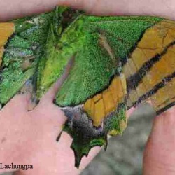 Subfamily Papilioninae ( The Swallowtails ) <br>    Genus Teinopalpus ( Kaiser-i-Hind )