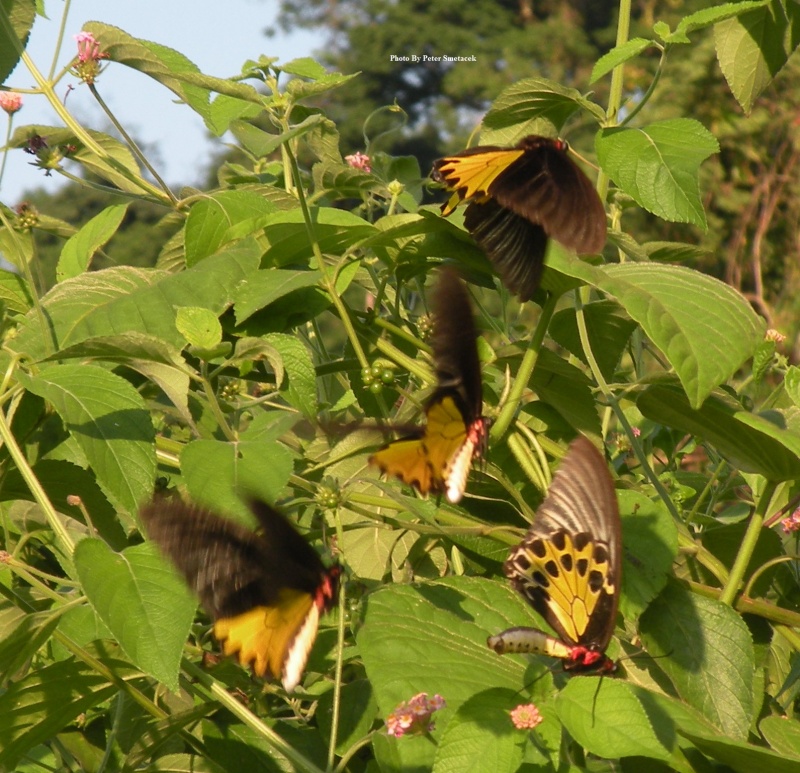 Common Birdwing - Troides helena
