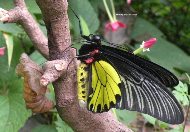 Golden Birdwing - Troides aeacus with Pupal case
