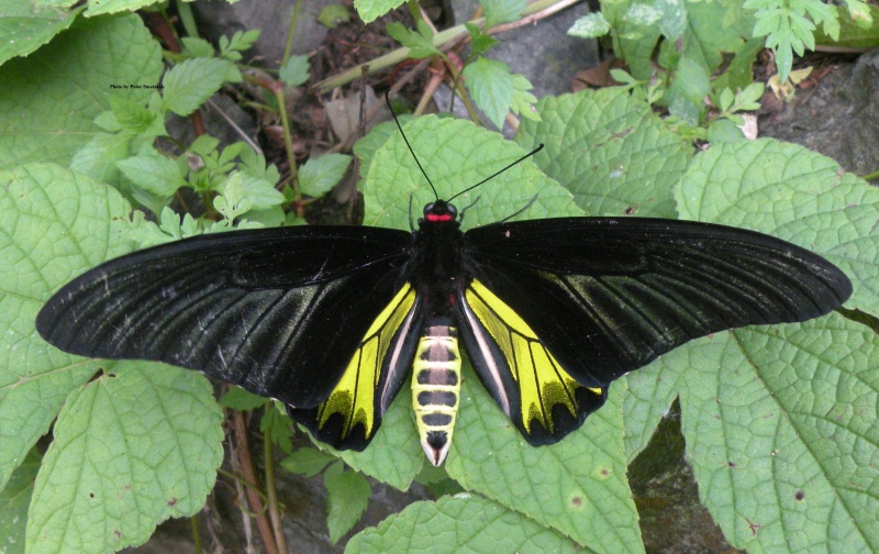 Golden Birdwing - Troides aeacus (Male)