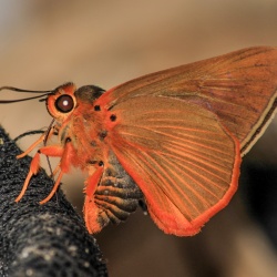Orange Awlet — Burara jaina fergusonii  ( de Niceville, 1894 )