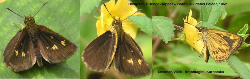 Hampson\'s Hedge-Hopper -- Baracus vittatus hampsoni Elwes & Edwards, 1897