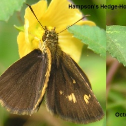 Hampson\'s Hedge-Hopper -- Baracus vittatus hampsoni Elwes & Edwards, 1897