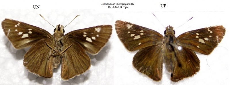Kanara Swift - Caltoris canaraica Moore