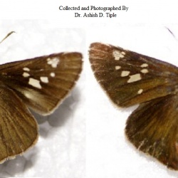Kanara Swift - Caltoris canaraica Moore