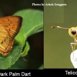 Comparison between Dark Palm Dart ( Telicota ancilla ) and Pale Palm Dart ( Telicota colon )