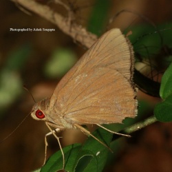 Common Redeye - Matapa aria