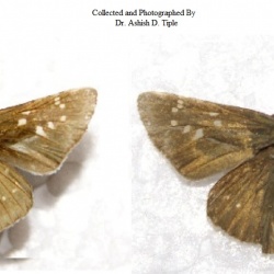 Small Branded Swift - Pelopidas mathias Fabricius