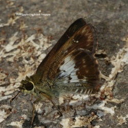 Bicolor Ace -  Sovia hyrtacus