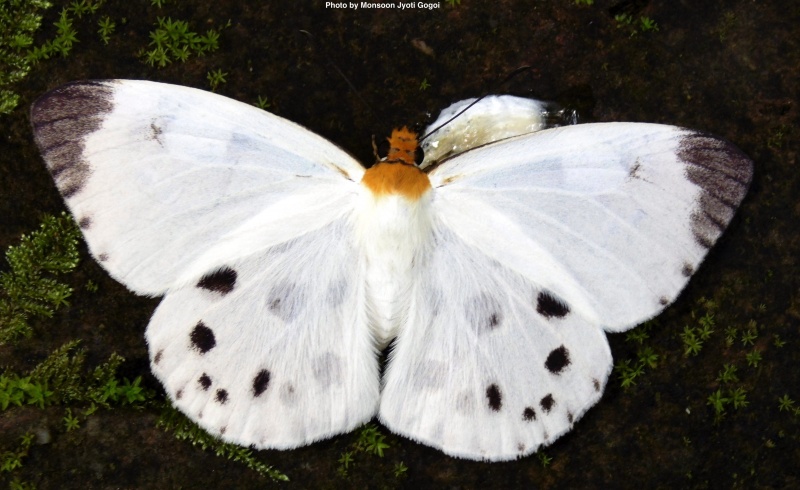 White Dawnfly -- Capilia pieridoides Moore, 1878