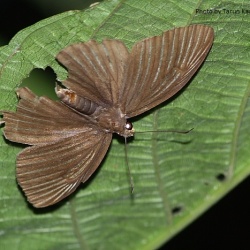 Pale Striped Dawnfly ( M ) - Capilia zennara