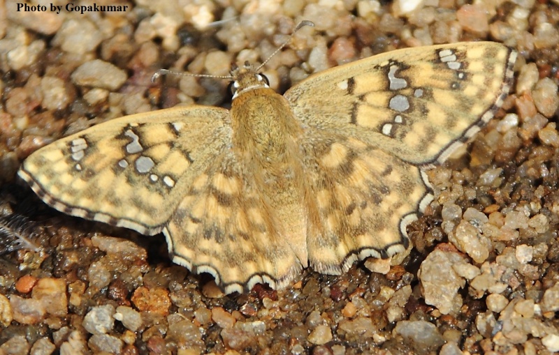 The Yellow Spotted Angle -- Caprona alida de Nicéville, 1891 (UP)