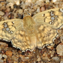The Yellow Spotted Angle -- Caprona alida de Nicéville, 1891 (UP)