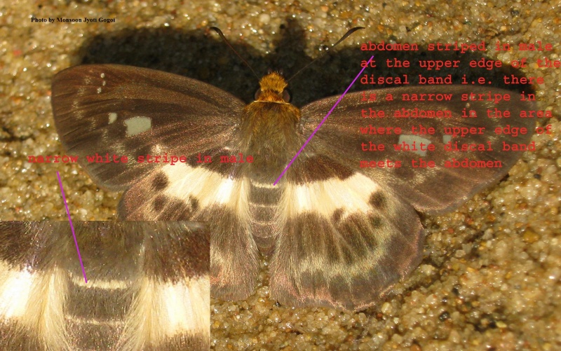 Dusky Yellow-breast Flat - Gerosis phisara phisara ( Male )