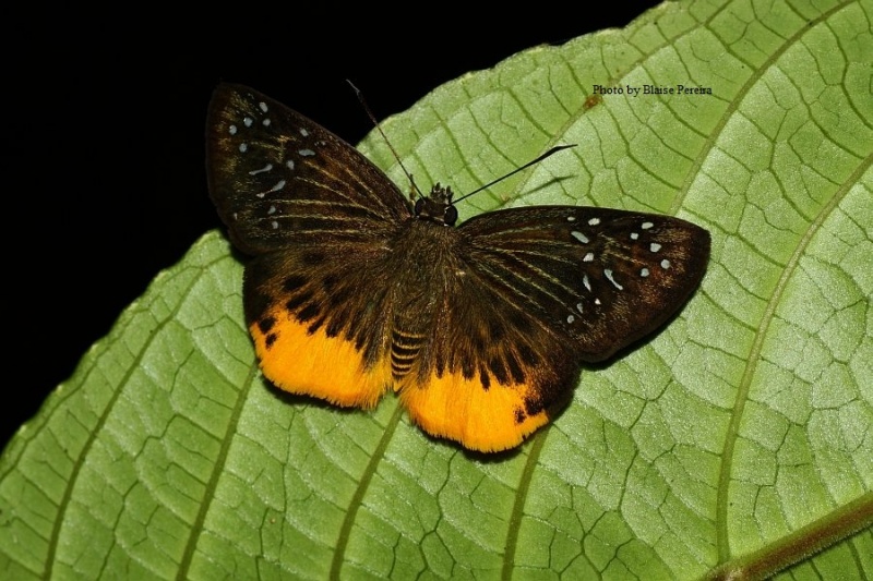 Yellow Flat - Mooreana trichoneura
