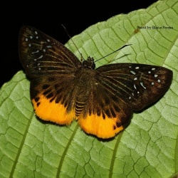 Yellow Flat - Mooreana trichoneura