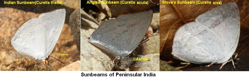 Curetis spp. (Sunbeams ) of Peninsular India