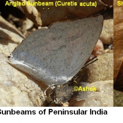 Curetis spp. (Sunbeams ) of Peninsular India