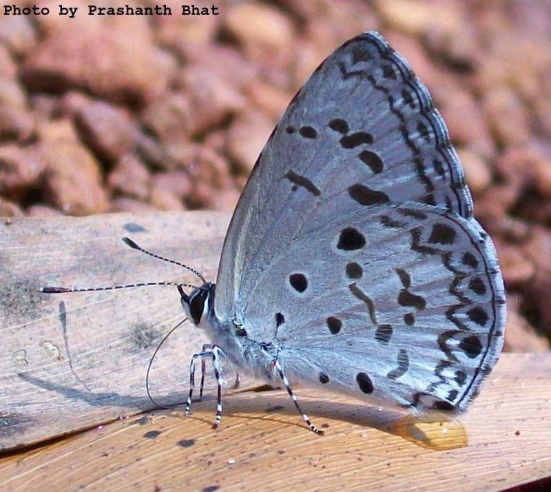 Common Hedge Blue -- Acytolepis puspa Horsfieldii, 1828