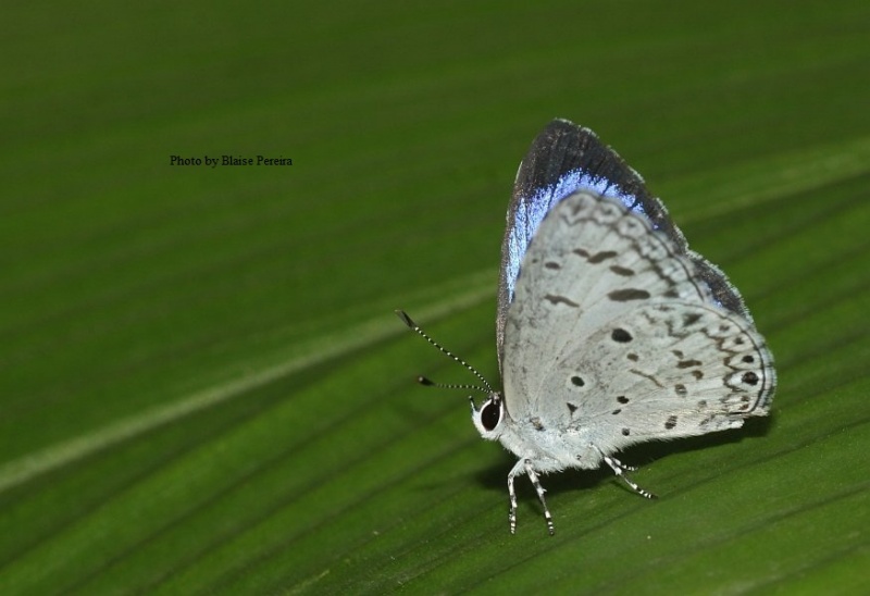 Common Hedge Blue - Acytolepis puspa
