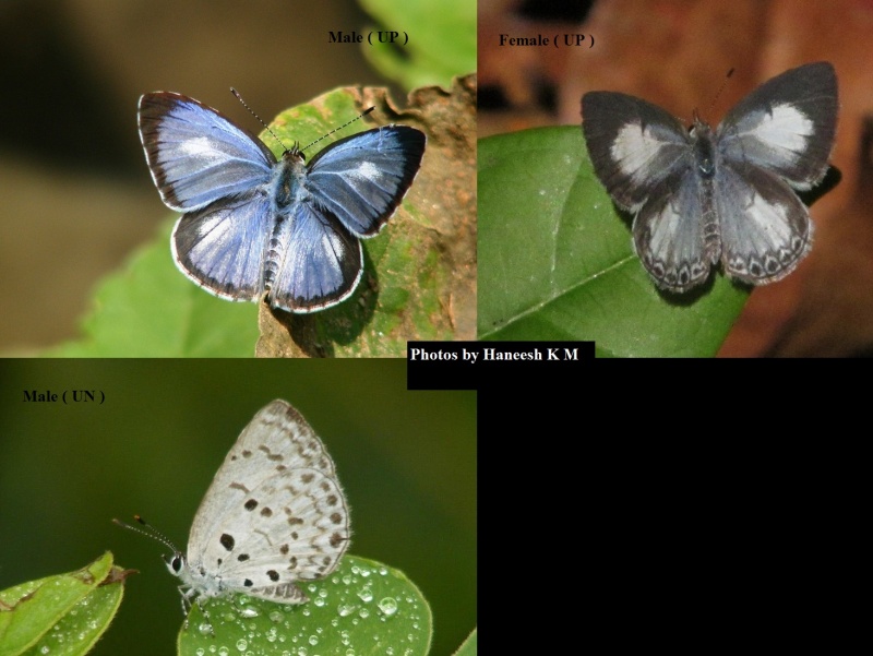 Common Hedge Blue - Acytolepis puspa ( Male and Female )