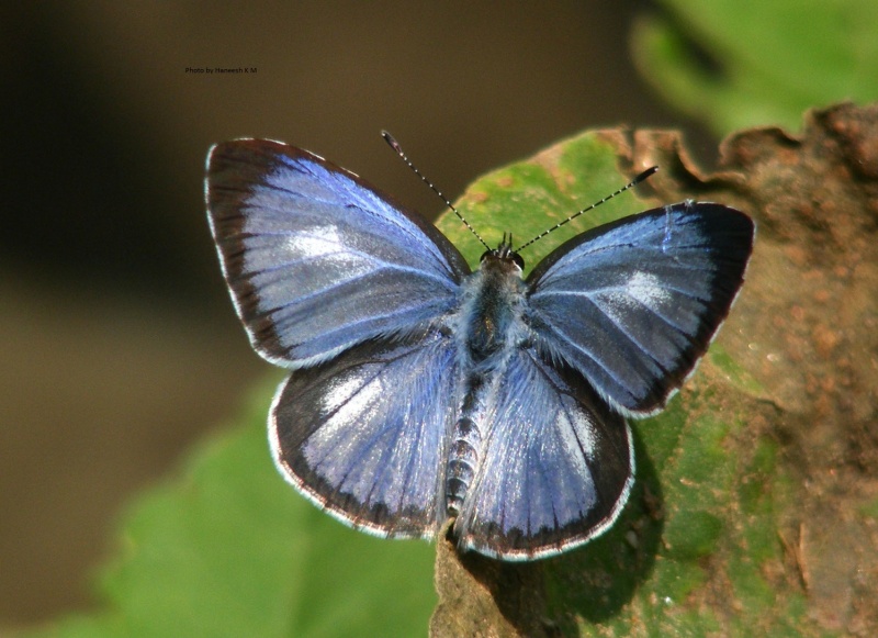 Common Hedge Blue - Acytolepis puspa