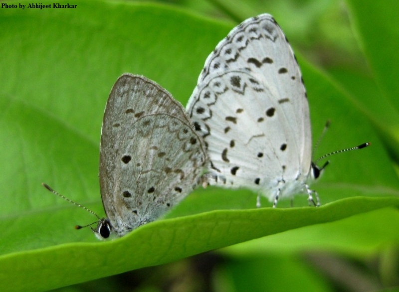 Common Hedge Blue -- Acytolepis puspa Horsfield, 1828