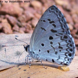Common Hedge Blue -- Acytolepis puspa Horsfieldii, 1828