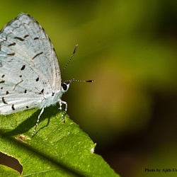Common Hedge Blue -- Acytolepis puspa Horsfield, 1828