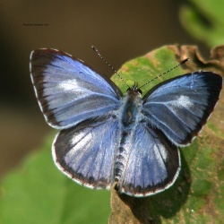 Common Hedge Blue - Acytolepis puspa