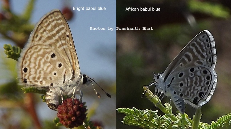 Comparison Bright Babul Blue ( Azanus ubaldus Cramer, 1782 ) and African Babul Blue ( Azanus jesous Guérin-Meneville, 1847