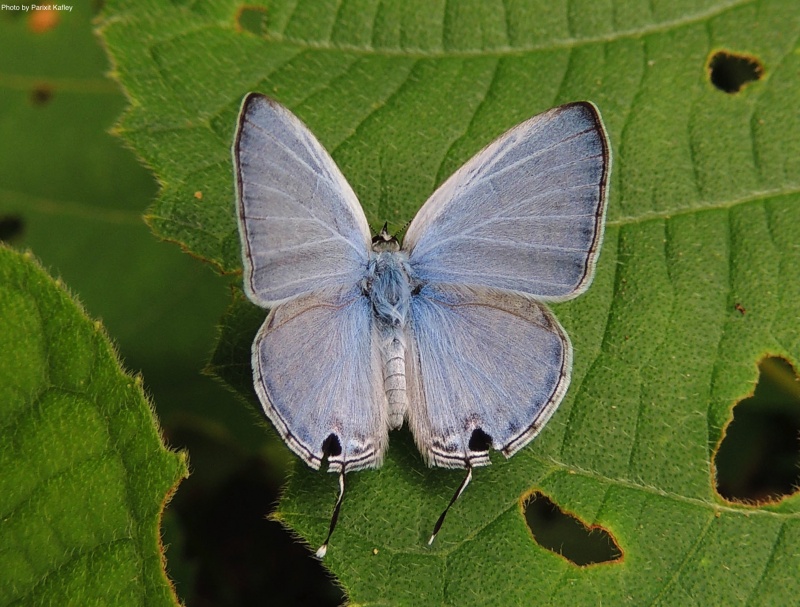 Silver Forget-Me-Not -- Catochrysops panormus Fabricius, 1793