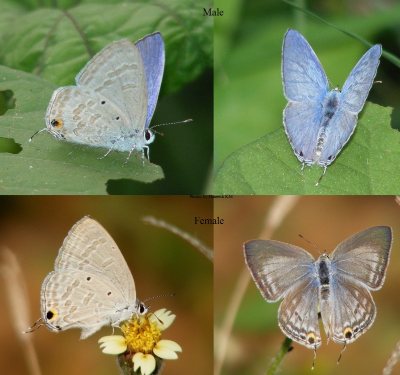 Forget-Me-Not   - Catochrysops strabo