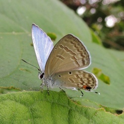 Silver Forget-Me-Not -- Catochrysops panormus Fabricius, 1793